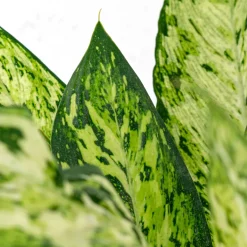Dieffenbachia 'Vesuvius'