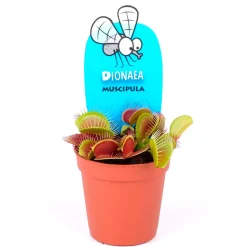 Dionaea muscipula