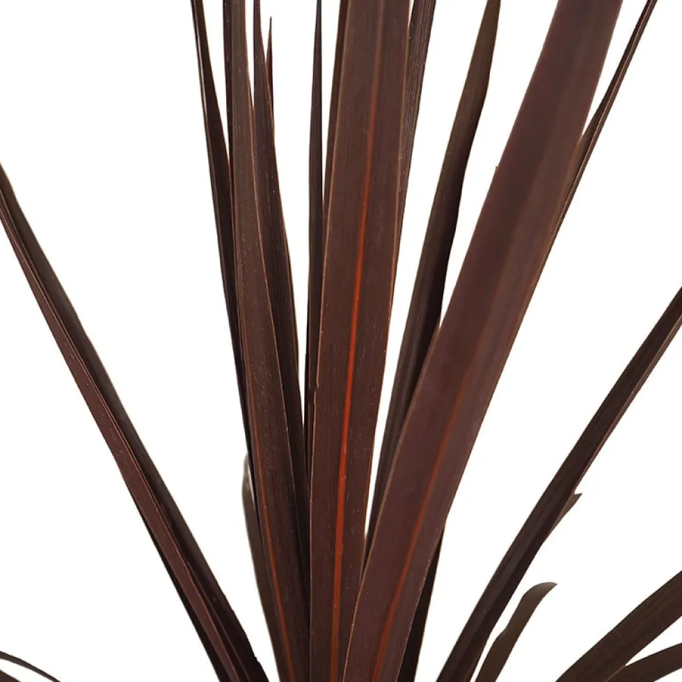 Dracaena Cordyline australis 'Red Star'