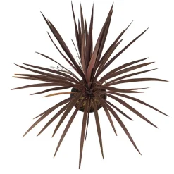 Dracaena Cordyline australis 'Red Star'