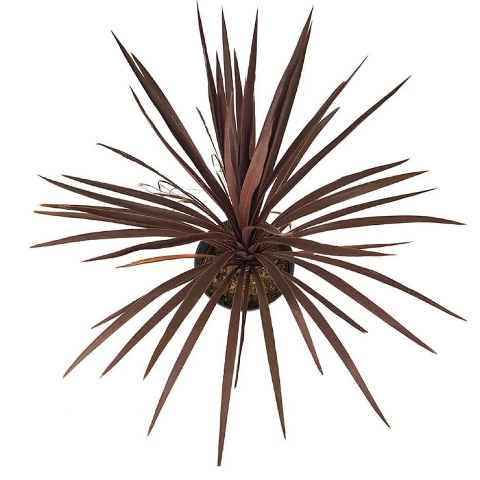 Dracaena Cordyline australis 'Red Star'