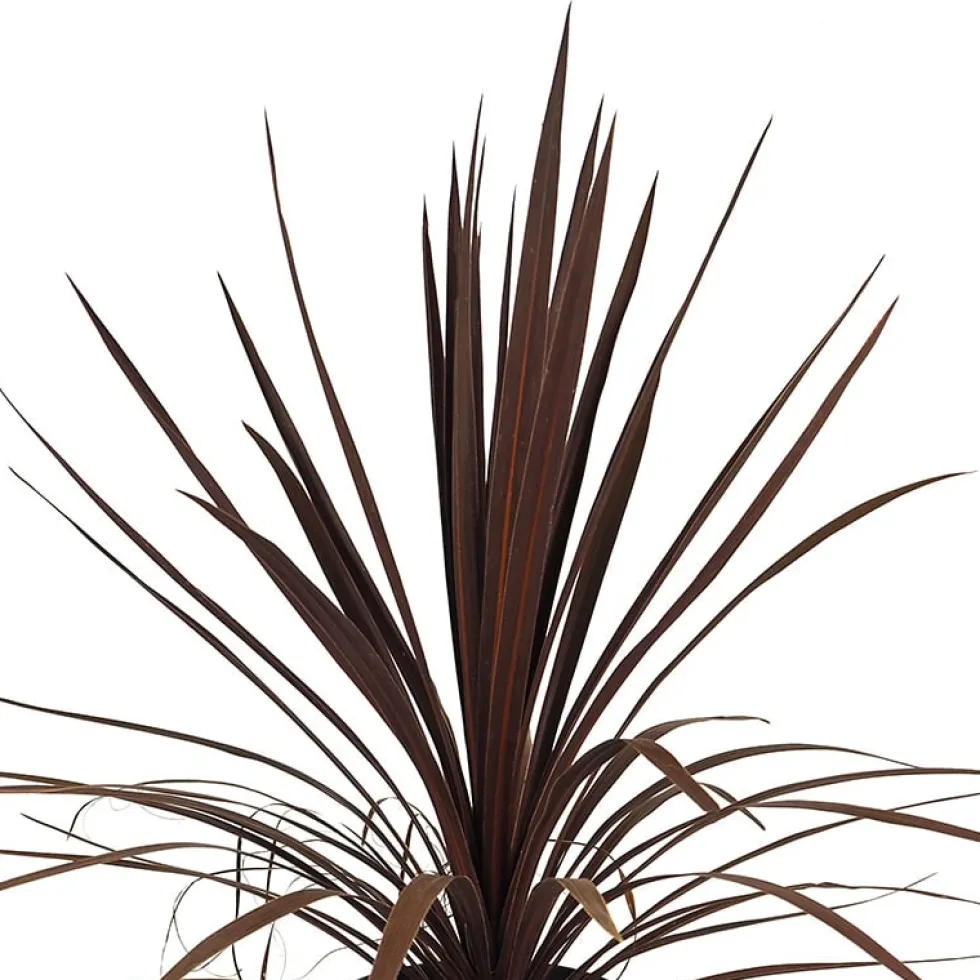 Dracaena Cordyline australis 'Red Star'