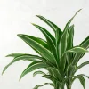 Dracaena fragrans