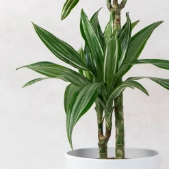 Dracaena fragrans