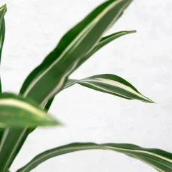 Dracaena fragrans
