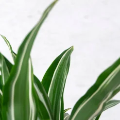 Dracaena fragrans