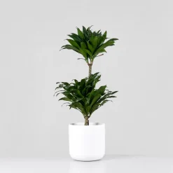 Dracaena fragrans 'Compacta'