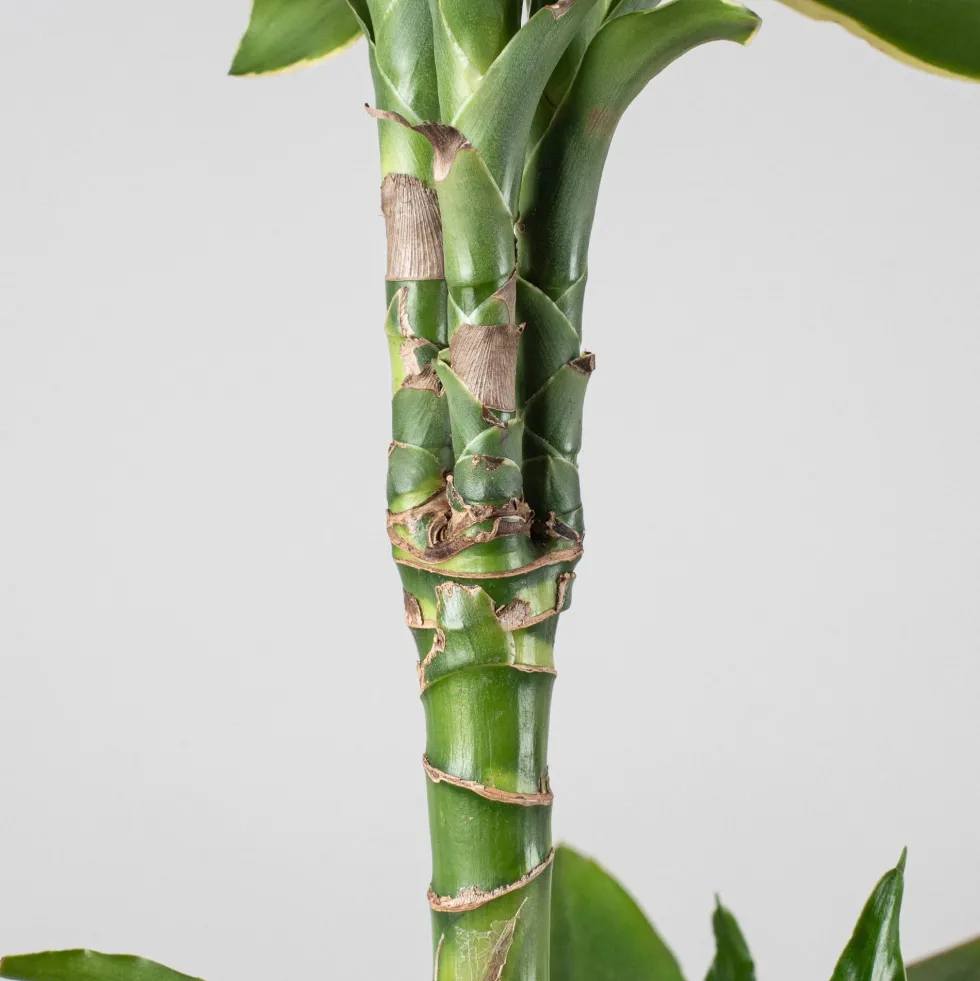 Dracaena fragrans 'Golden Coast'