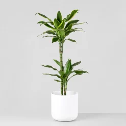 Dracaena fragrans 'Golden Coast'