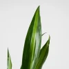 Dracaena fragrans 'Hawaiian Sunshine'