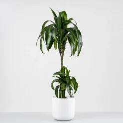 Dracaena fragrans 'Hawaiian Sunshine'