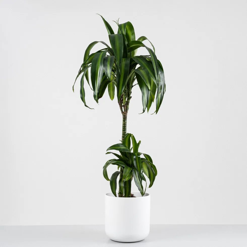 Dracaena fragrans 'Hawaiian Sunshine'