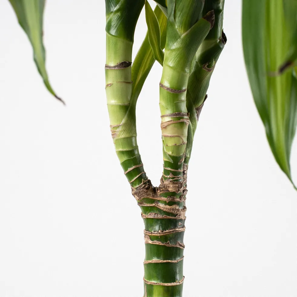 Dracaena fragrans 'Hawaiian Sunshine'