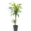 Dracaena fragrans 'Lemon Lime'