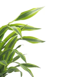 Dracaena fragrans 'Lemon Lime'
