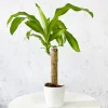 Dracaena fragrans 'Massangeana'