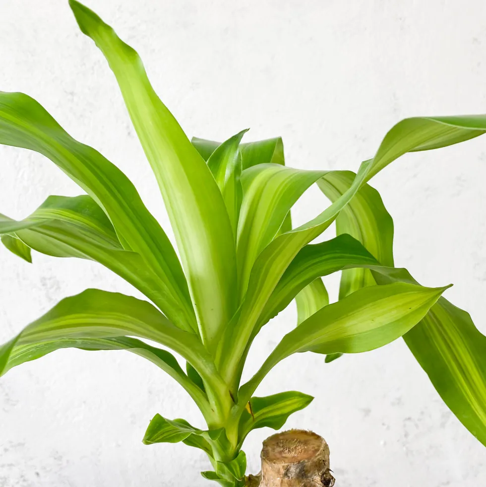 Dracaena fragrans 'Massangeana'