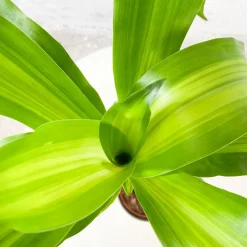 Dracaena fragrans 'Massangeana'