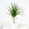 Dracaena marginata