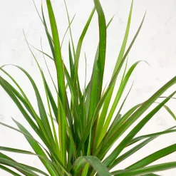 Dracaena marginata