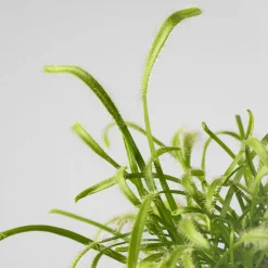 Drosera sp.