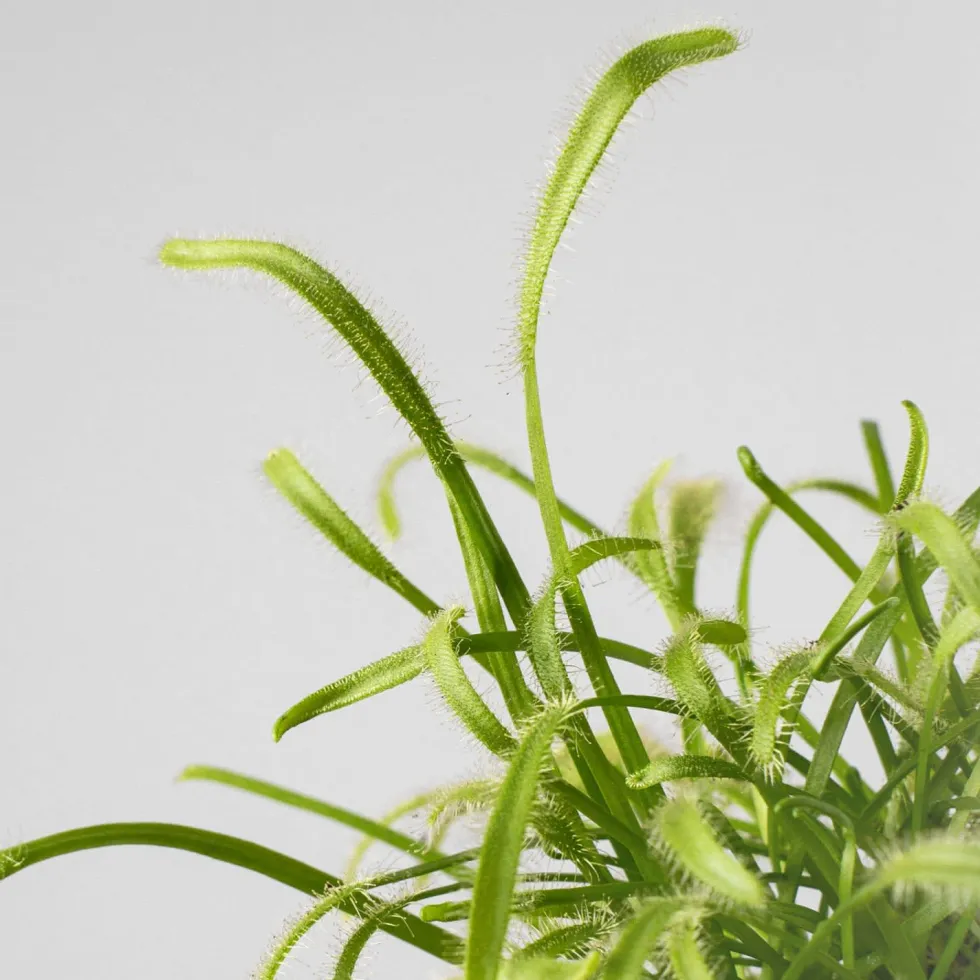 Drosera sp.
