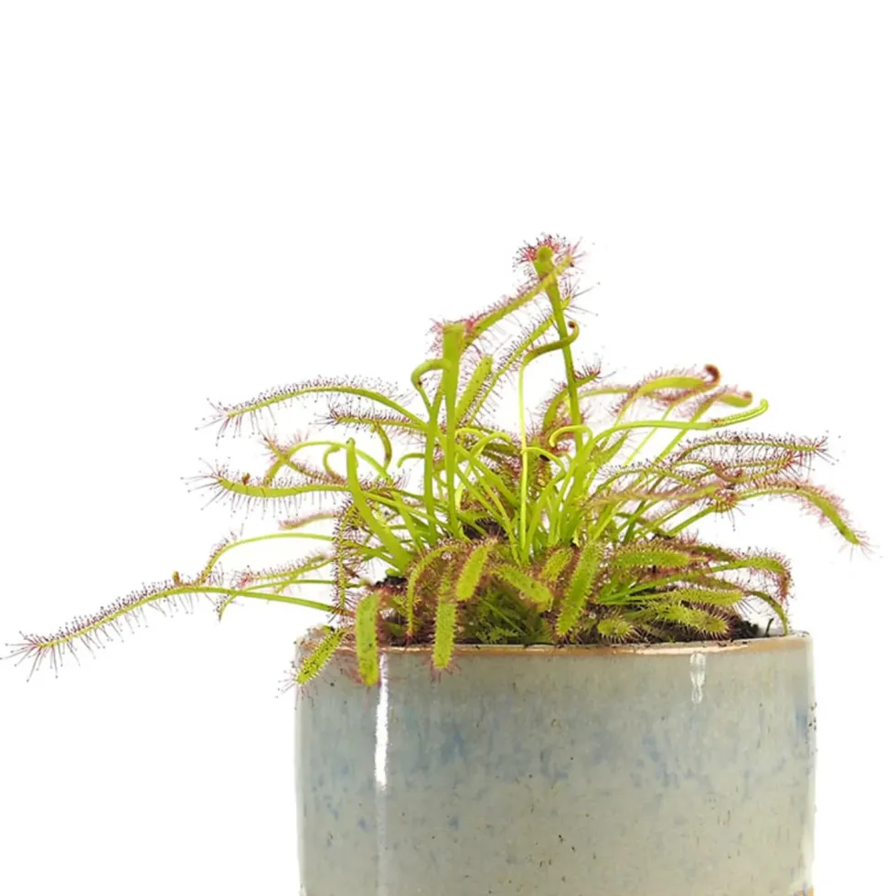 Drosera sp.