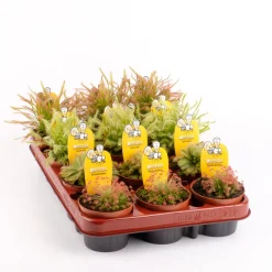 Drosera sp.