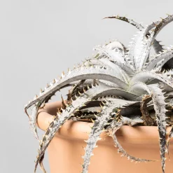 Dyckia marnier-lapostollei 'Grand Marnier'