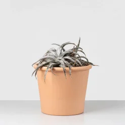 Dyckia marnier-lapostollei 'Grand Marnier'