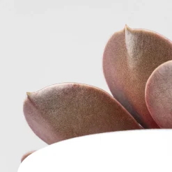 Echeveria 'Magic Red'