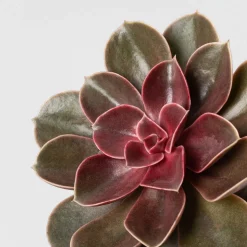 Echeveria 'Magic Red'