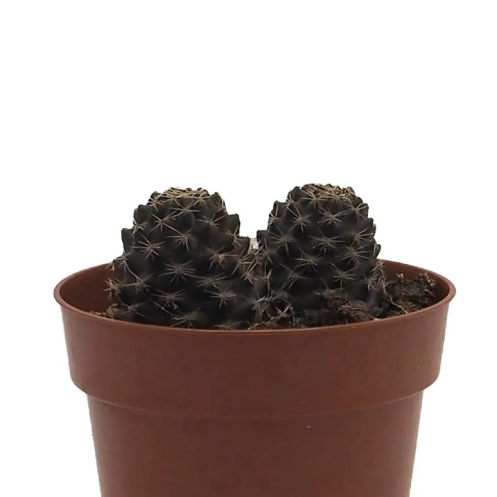 Echeveria (variadas)