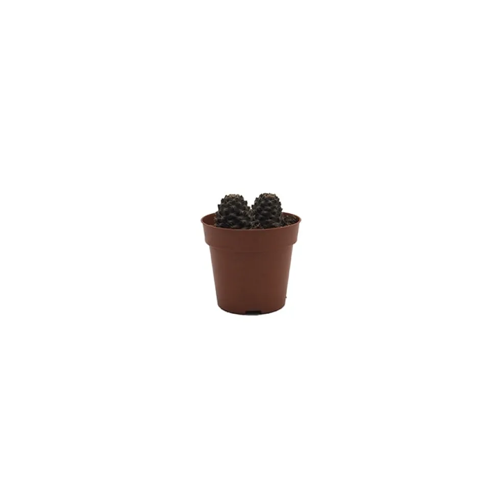 Echeveria (variadas)
