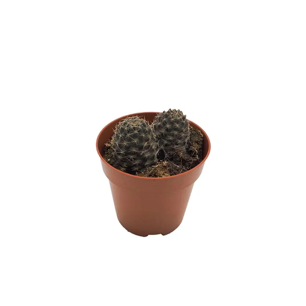 Echeveria (variadas)