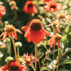 Echinacea purpurea