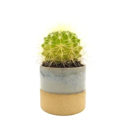 Echinocactus grusonii