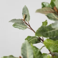 Elaeagnus x ebbingei 'Compacta'