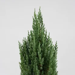 Enebro Chino - Juniperus chinensis 'Stricta'