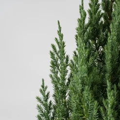 Enebro Chino - Juniperus chinensis 'Stricta'