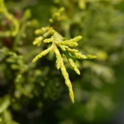 Enebro de Pfitzer - Juniperus × pfitzeriana 'Old Gold'