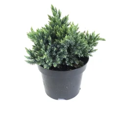 Enebro escamoso - Juniperus squamata 'Blue Star'