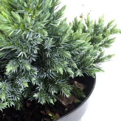 Enebro escamoso - Juniperus squamata 'Blue Star'