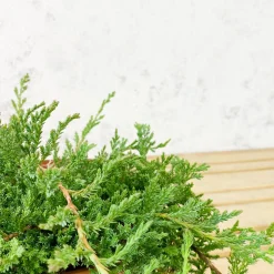 Enebro rastrero - Juniperus horizontalis 'Prince of Wales'