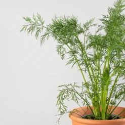 Eneldo (Anethum graveolens) - Planta aromática