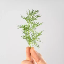 Eneldo (Anethum graveolens) - Planta aromática