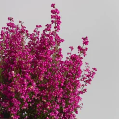 Erica gracilis (Brezo de otoño)