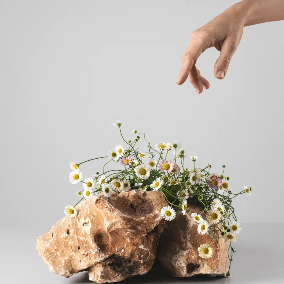 Erigeron karvinskianus