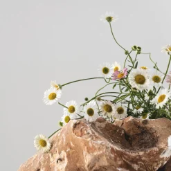 Erigeron karvinskianus