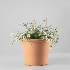 Erigeron karvinskianus